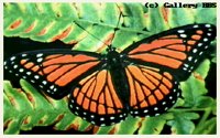 BUTRFLY5.BMP