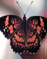 BUTRFLY2.BMP