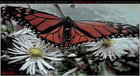 BUTRFLY.BMP