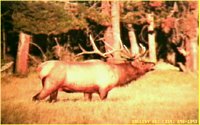 BULLELK.BMP
