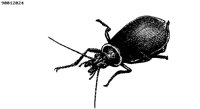 BUG3.BMP