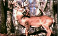 BUCK04.BMP