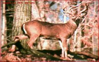 BUCK03.BMP
