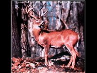 BUCK02.BMP