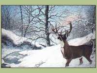 BUCK.BMP