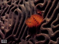 BRNCORAL.BMP