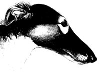 BORZOI.BMP