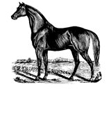BLHORSE.BMP