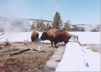 BISON.BMP