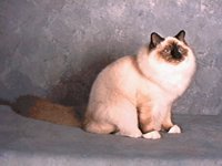 BIRMAN.BMP