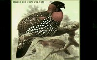 BIRDS1.BMP