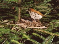 BIRDNEST.BMP