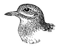 BIRDHEAD.BMP