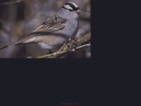 BIRD24.BMP