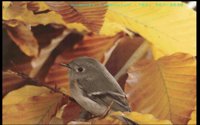BIRD11.BMP