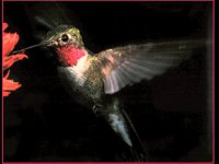 BIRD09.BMP