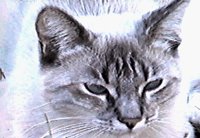 BINKY.BMP