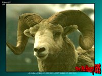 BIGHORN.BMP