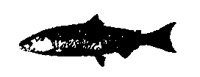 BIGFISH.BMP