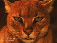 BIGCAT9.BMP