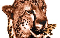 BIGCAT02.BMP