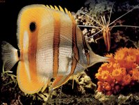 BFYFISH1.BMP