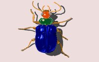 BEETLE.BMP