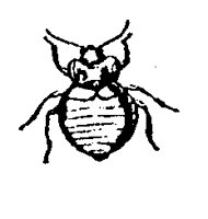 BEDBUG.BMP