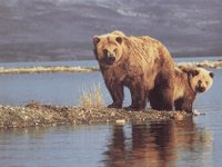 BEARS.BMP