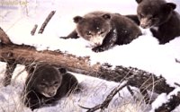 BEARCUBS.BMP