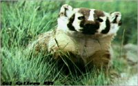 BADGER1.BMP