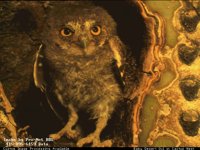 BABYOWL.BMP