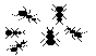 ANTS.BMP