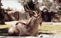 ANTELOPE.BMP