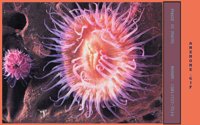 ANEMONE.BMP