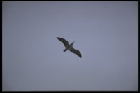 5039.BMP