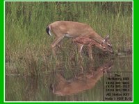 2_DEER.BMP