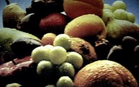 FRUIT2.BMP