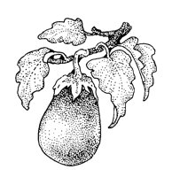 EGGPLANT.BMP