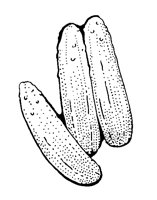 CUKES.BMP