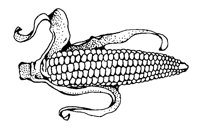 CORN.BMP
