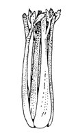 CELERY.BMP