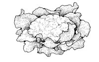 CAULIFLR.BMP