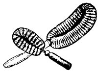 BRUSH5O2.BMP