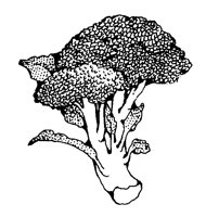 BROCOLI2.BMP