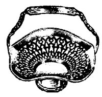 BOWL_5Q6.BMP