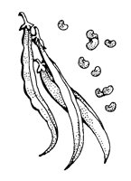BEANS.BMP