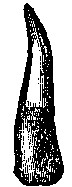 TOOTH2F5.BMP