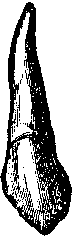 TOOTH2F2.BMP