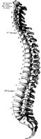 SPINE2F4.BMP